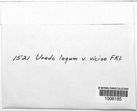 Uromyces viciae-fabae image